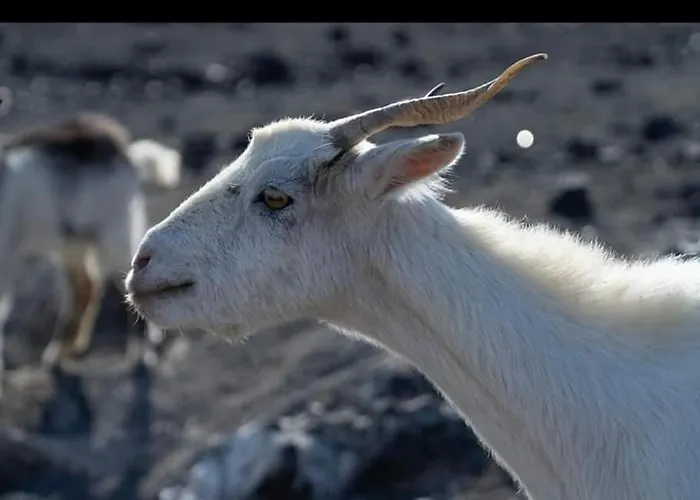 Oasis Dunas Raices Del Mar Paraiso Unico * Corralejo