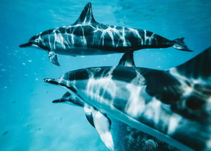 Oasis Dunas Raices Del Mar Paraiso Unico