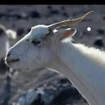 Oasis Dunas Raices Del Mar Paraiso Unico * Corralejo
