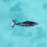 Oasis Dunas Raices Del Mar Paraiso Unico Daire *