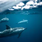 Oasis Dunas Raices Del Mar Paraiso Unico Daire Corralejo