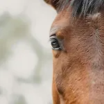 Daire Oasis Dunas Raices Del Mar Paraiso Unico *