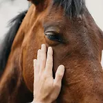 Oasis Dunas Raices Del Mar Paraiso Unico Corralejo