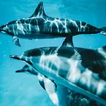 Oasis Dunas Raices Del Mar Paraiso Unico