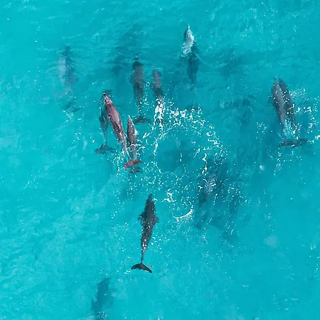 Oasis Dunas Raices Del Mar Paraiso Unico Appartement Corralejo