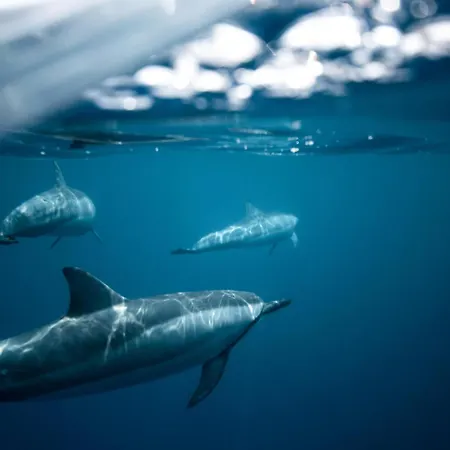 Oasis Dunas Raices Del Mar Paraiso Unico Appartement Corralejo