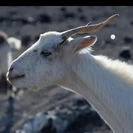 Oasis Dunas Raices Del Mar Paraiso Unico * Corralejo