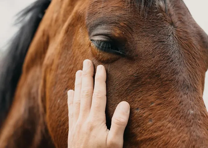 Oasis Dunas Raices Del Mar Paraiso Unico Corralejo